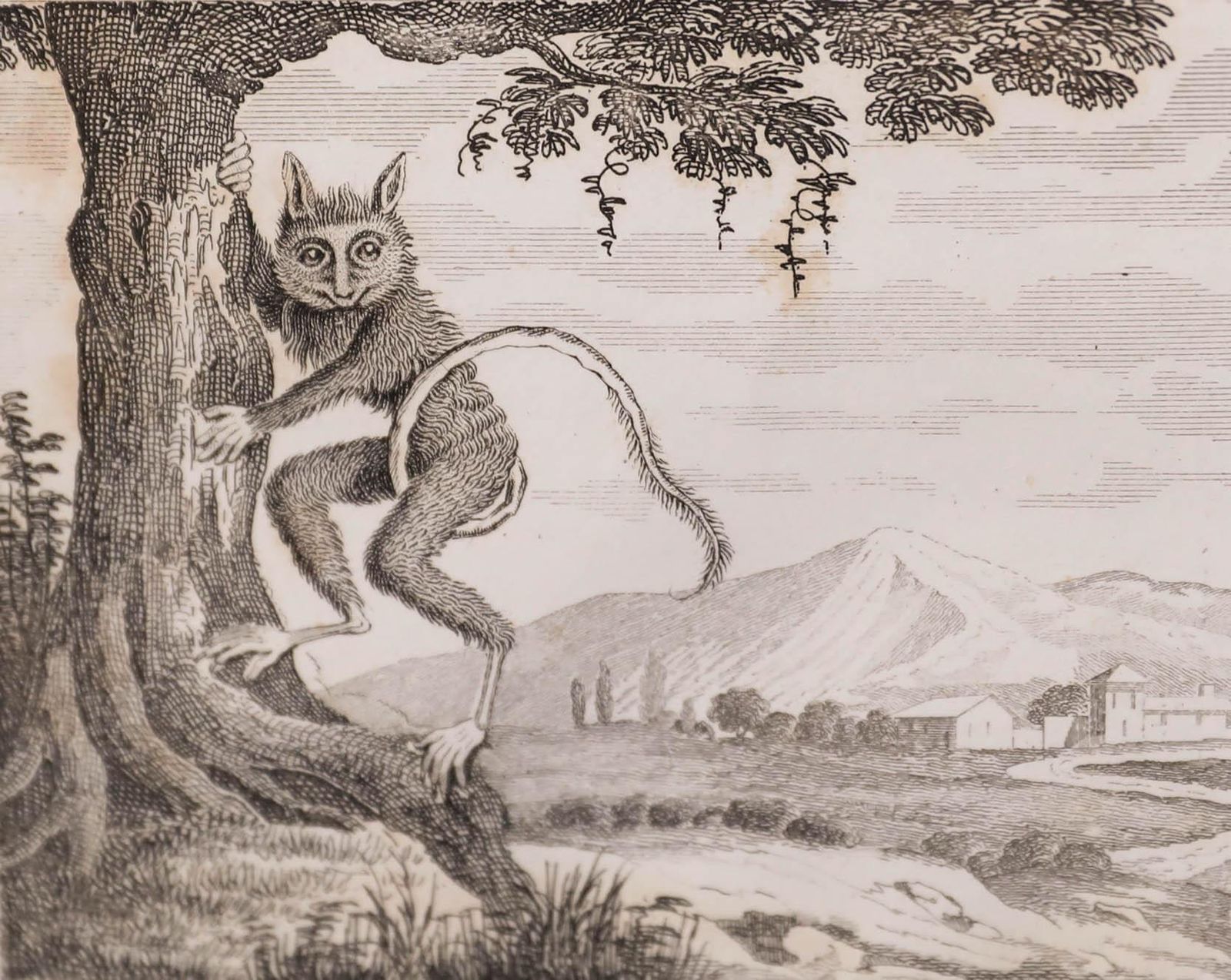 Georges Cuvier (1769 1832) Early 19th Century Engraving, Tarsier photo furniture