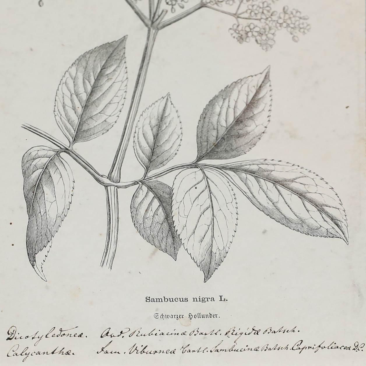 Native Flora Of Europe Framed 19th Century Lithograph, Sambucus Nigra photo 95.0