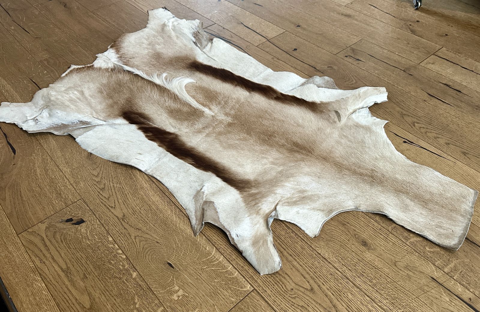 Springbok Hide Fur Rug Christmas Decoration 100cm X 70cm South African
