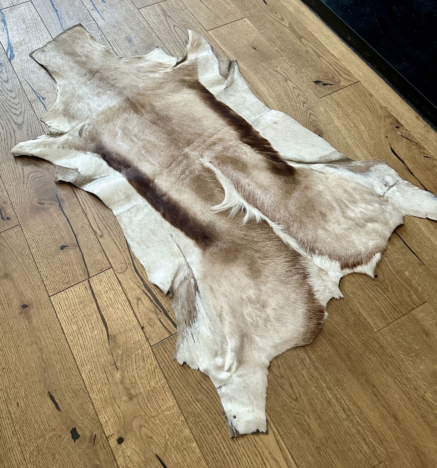 Springbok Hide Fur Rug Christmas Decoration 100cm X 70cm South African photo furniture