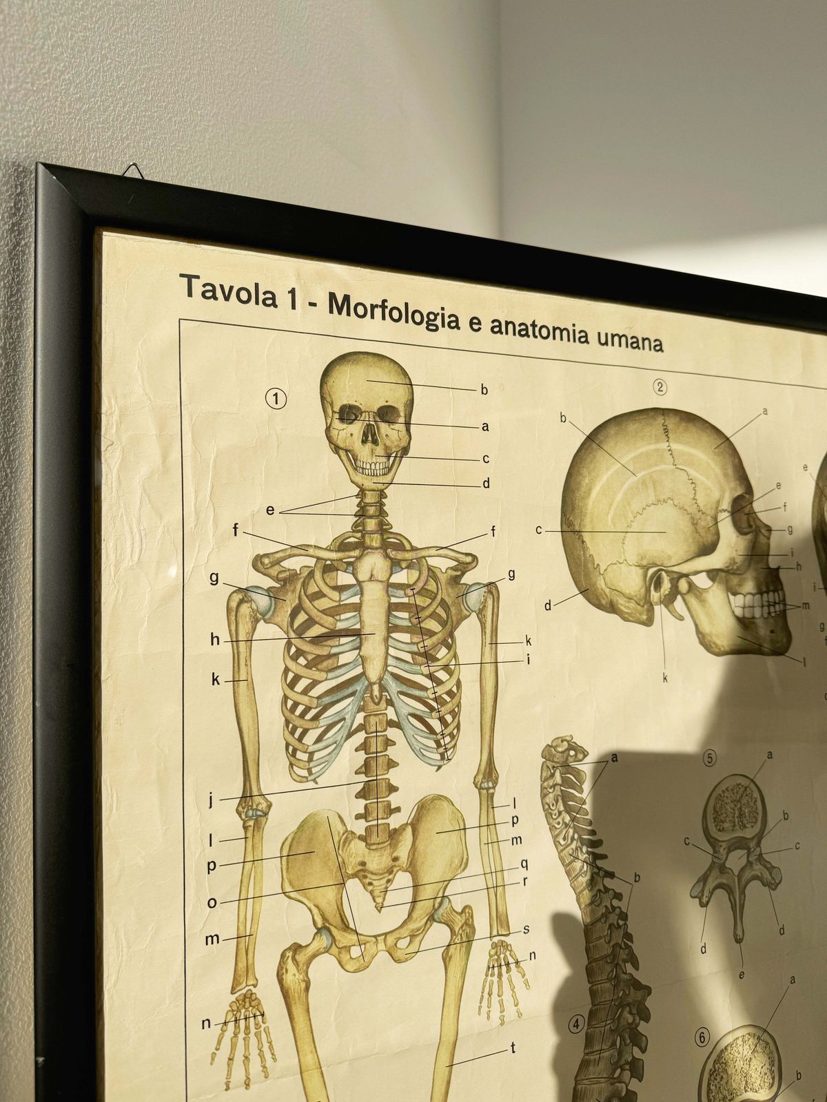 Vintage Anatomical Poster – “The Skeletal System (Osseous System)” – De Agostini Geographic Institute, Novara photo 190.0