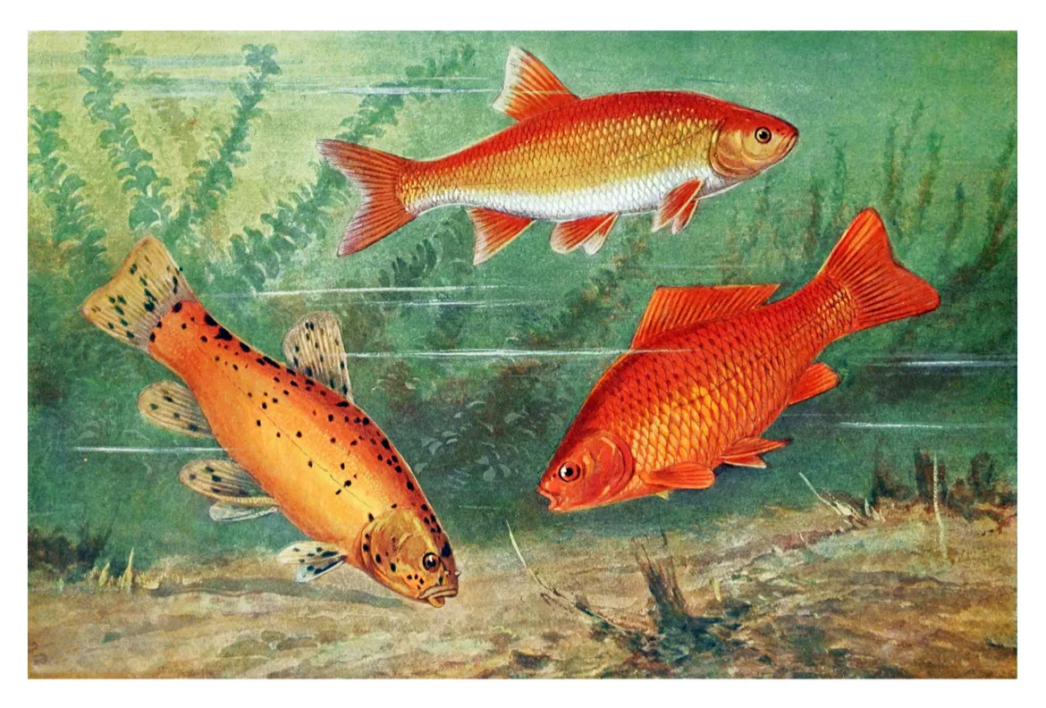 Vintage Goldfish Print C1950s Goldorfe Karausche Fisch