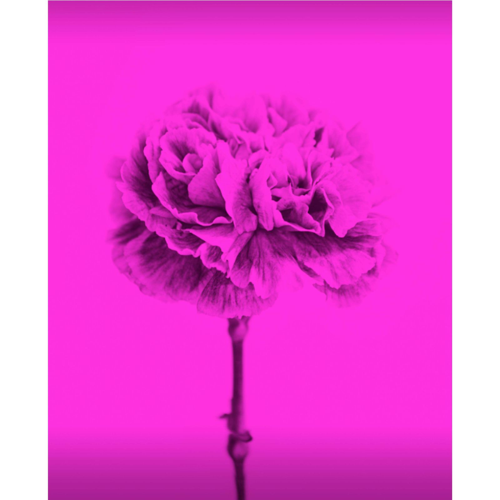 Monica Sanchez Robles, 21st Century photo furniture