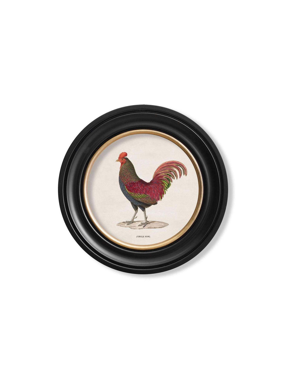 Set Of Two Junglefowl Prints In Round Frames From French Originals Ca 1838, New photo furniture