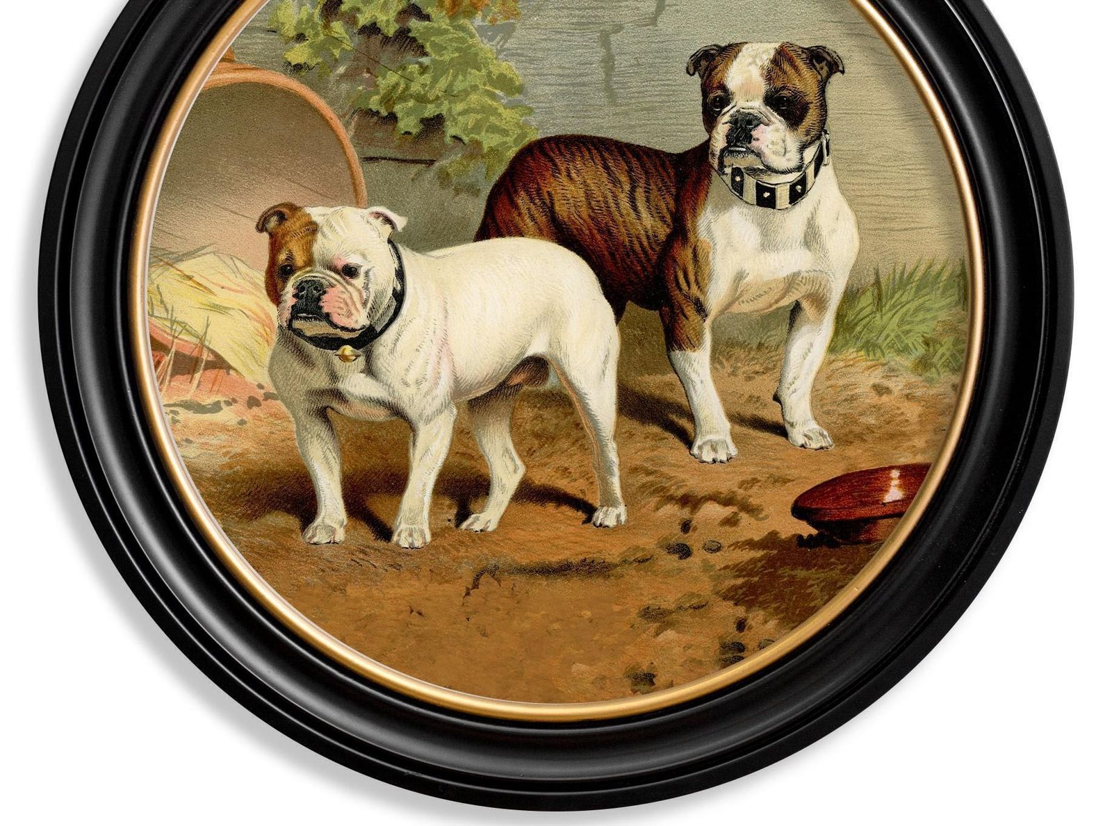Bulldogs Print In Round Frame From A Victorian Original Circa 1881, New photo Art