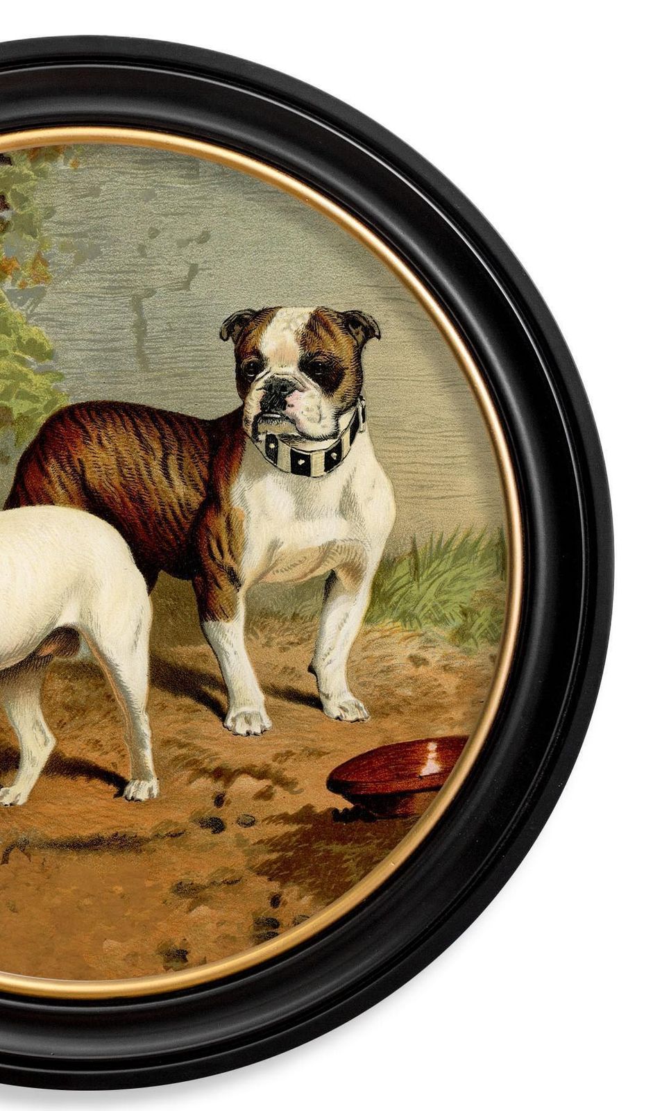 Bulldogs Print In Round Frame From A Victorian Original Circa 1881, New photo buy