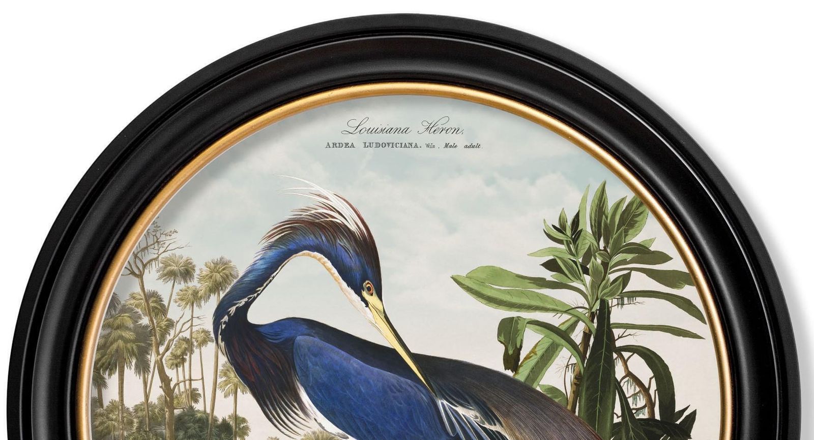 Louisiana Heron Print From Audubon's Birds Of America C1838 In Round Frame, New photo 365.0