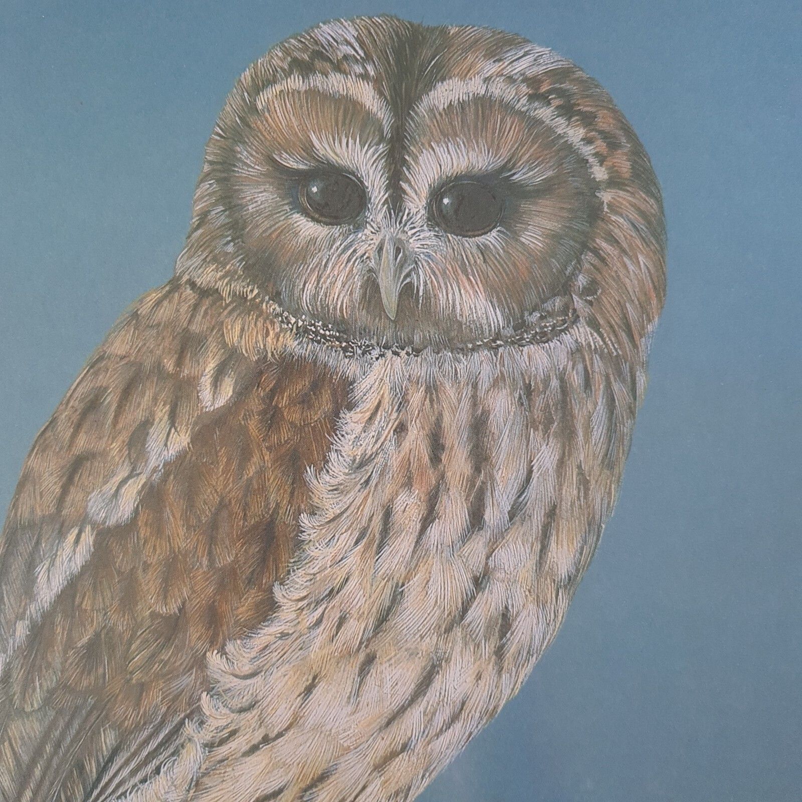 Phil Turner Signed Print 'Tawny' Owl Limited Edition 31/100 Framed 1982 photo buy