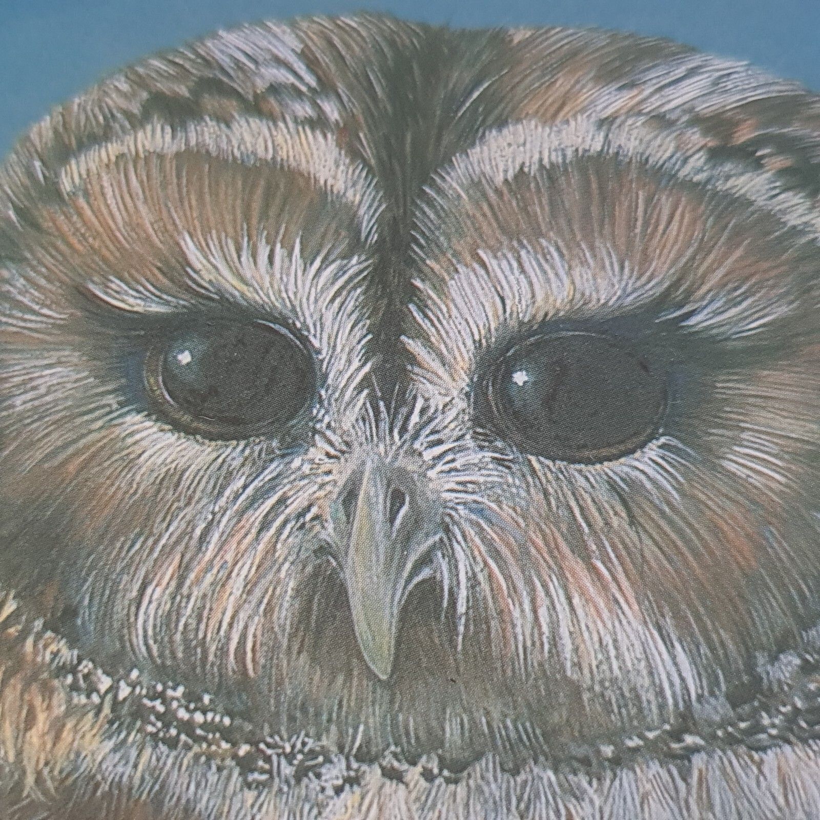 90.0 Phil Turner Signed Print 'Tawny' Owl Limited Edition 31/100 Framed 1982 photo