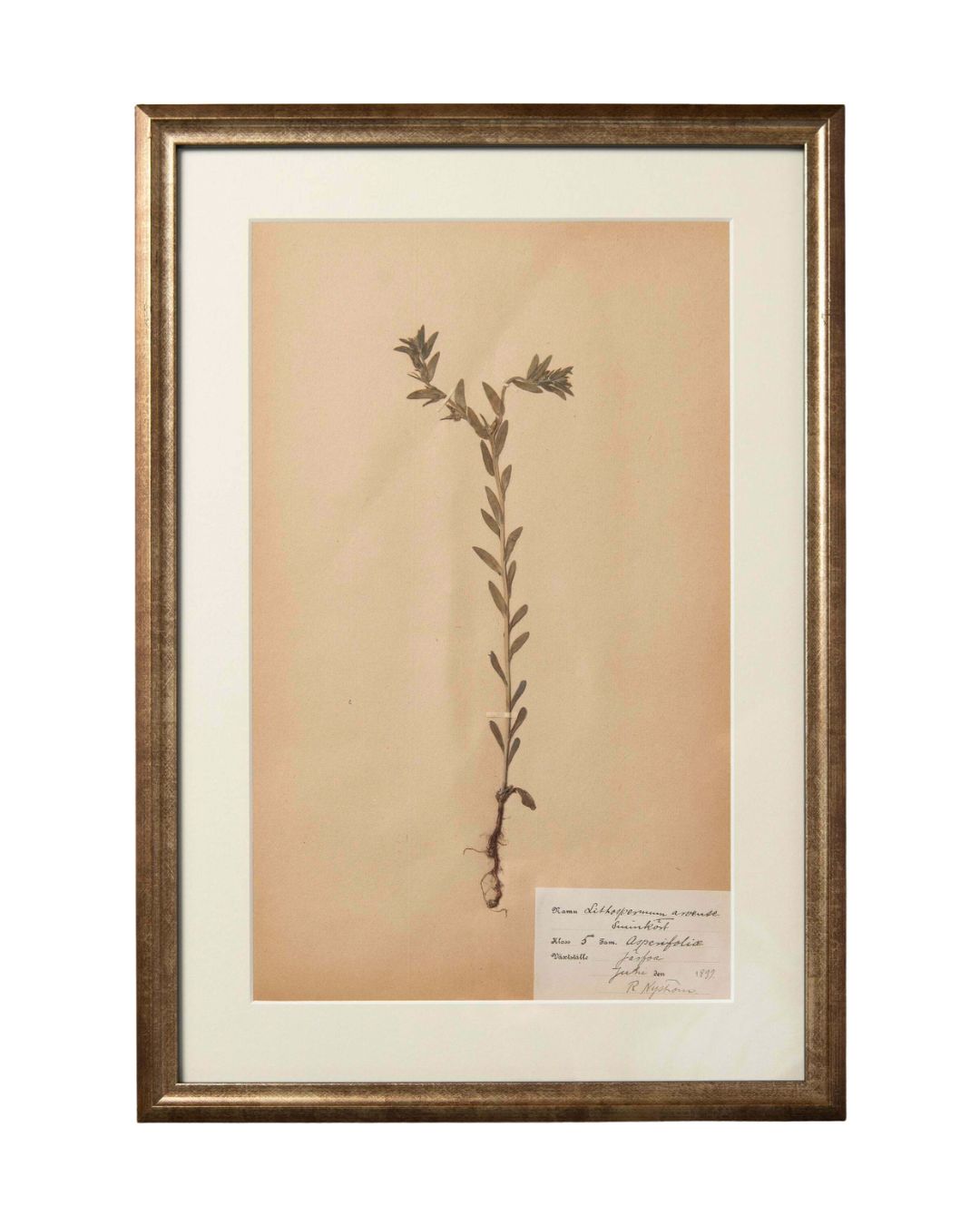 Framed 19th Century Swedish Herbarium