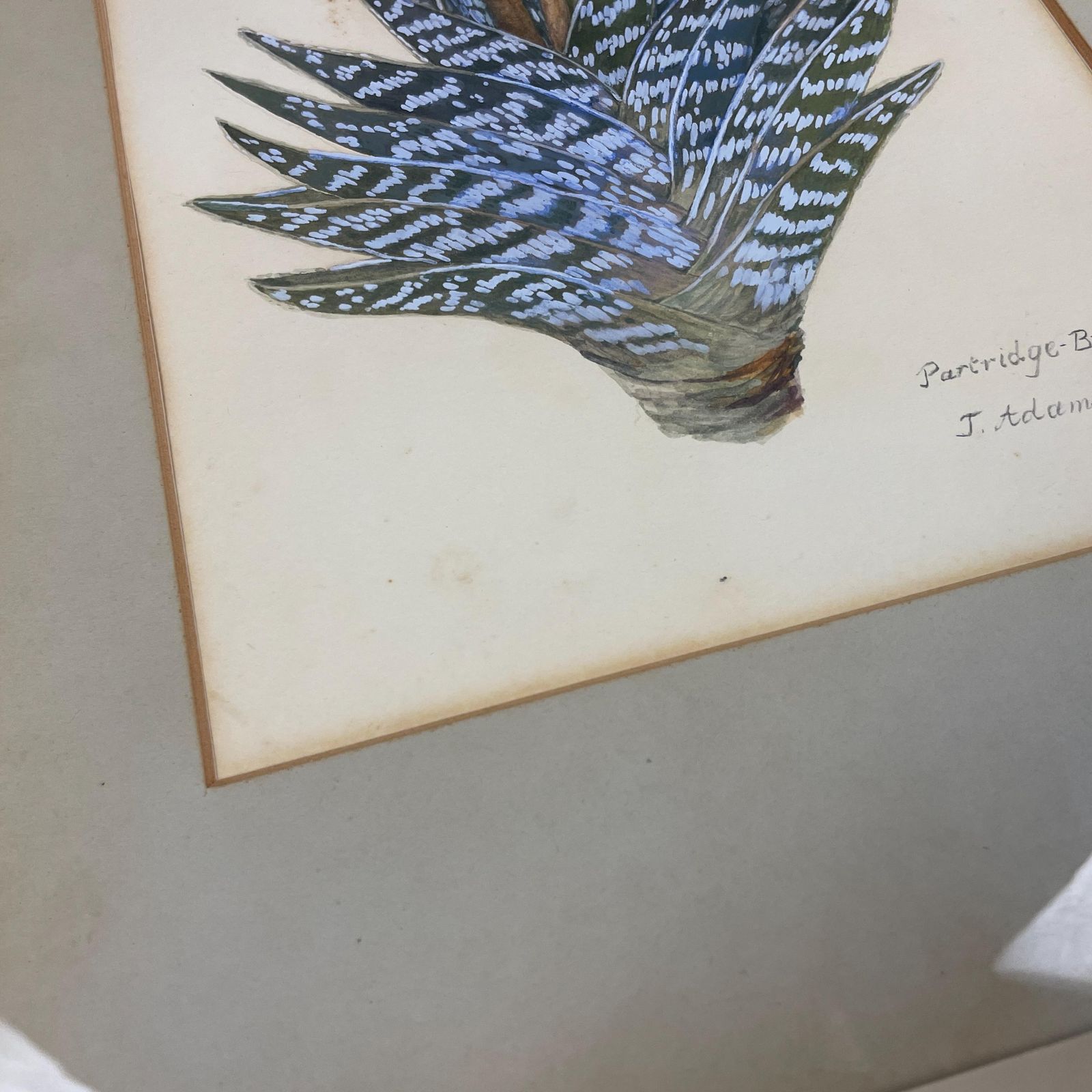 Botanical Aloe Watercolour Painting Vintage Signed J Adams 1974 Framed Wall Art Plant Artwork Nature Illustration Partridge Breasted Aloe photo vintage