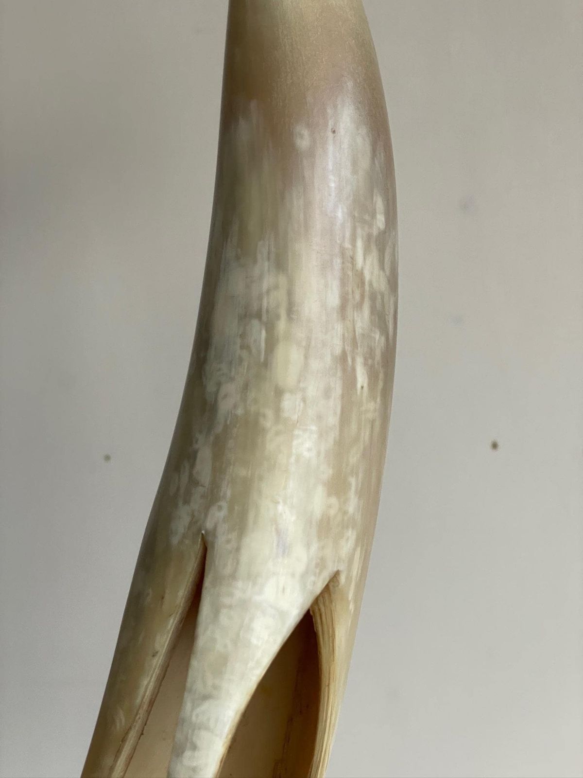 photo furniture Extra Large Mid Century Sculpture Carved Bone Or Horn Of A Heron