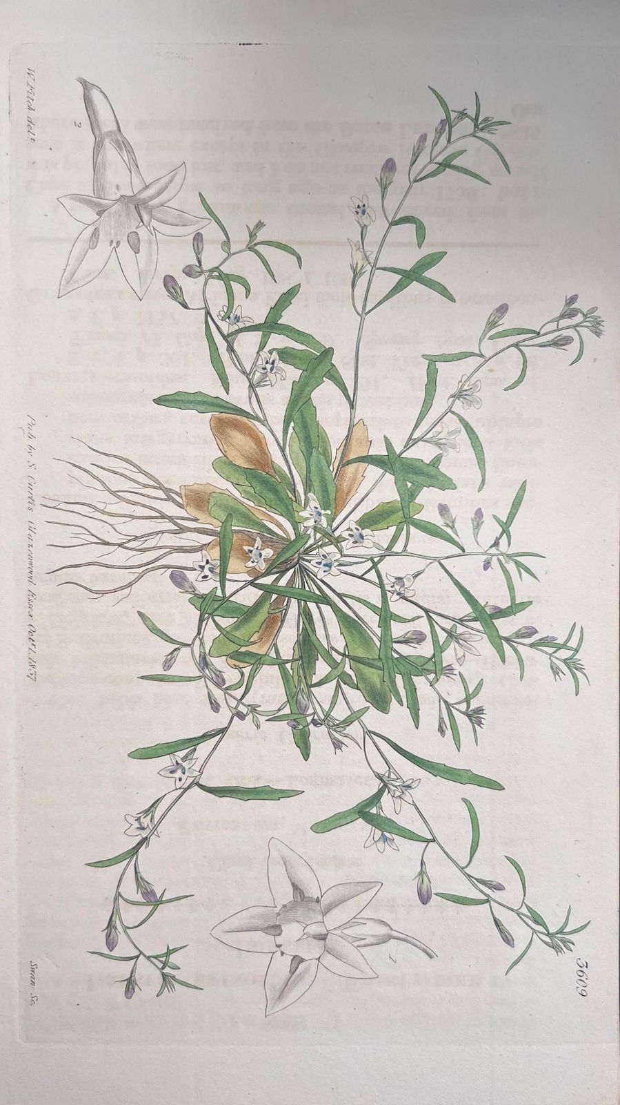 Unknownset Of Six Fine Antique British Hand Coloured Botanical Prints, Circa 1900'searly Mid 19th Century photo Art