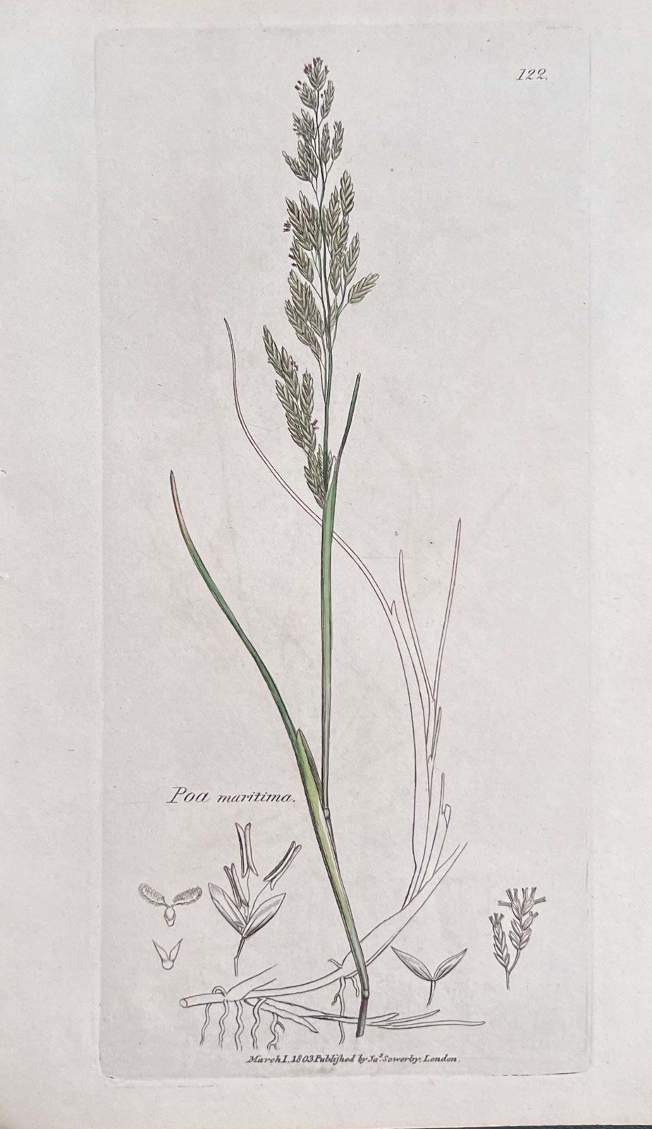 Unknownset Of Six Fine Antique British Hand Coloured Botanical Prints, Circa 1900'searly Mid 19th Century photo Art