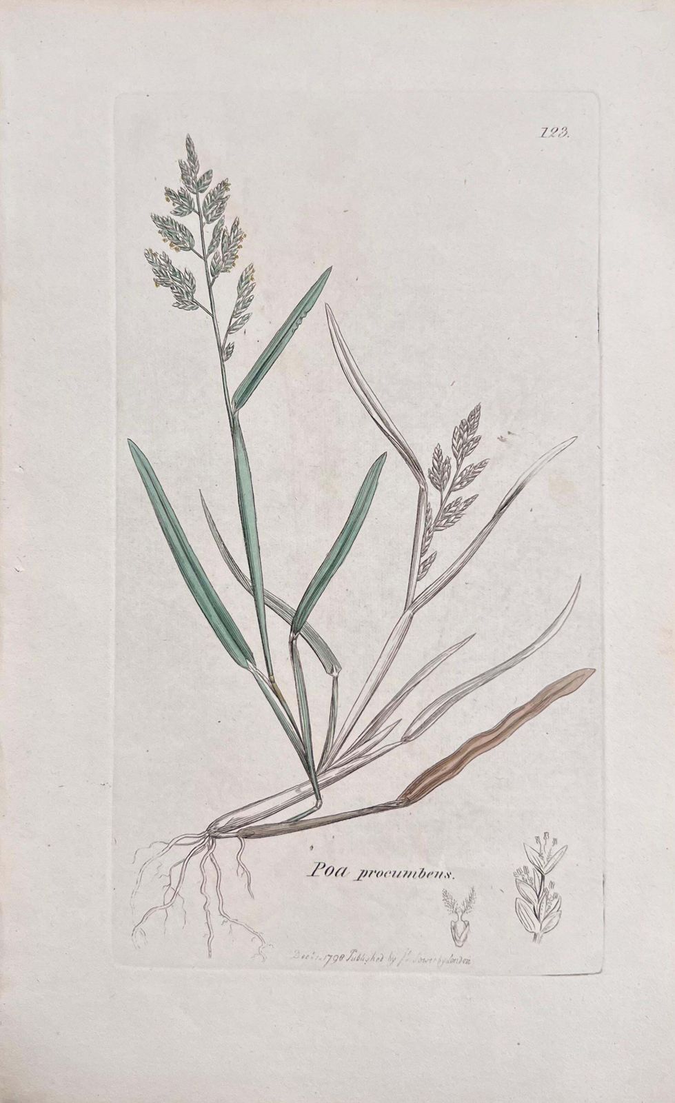 Unknownset Of Six Fine Antique British Hand Coloured Botanical Prints, Circa 1900'searly Mid 19th Century photo 400.0