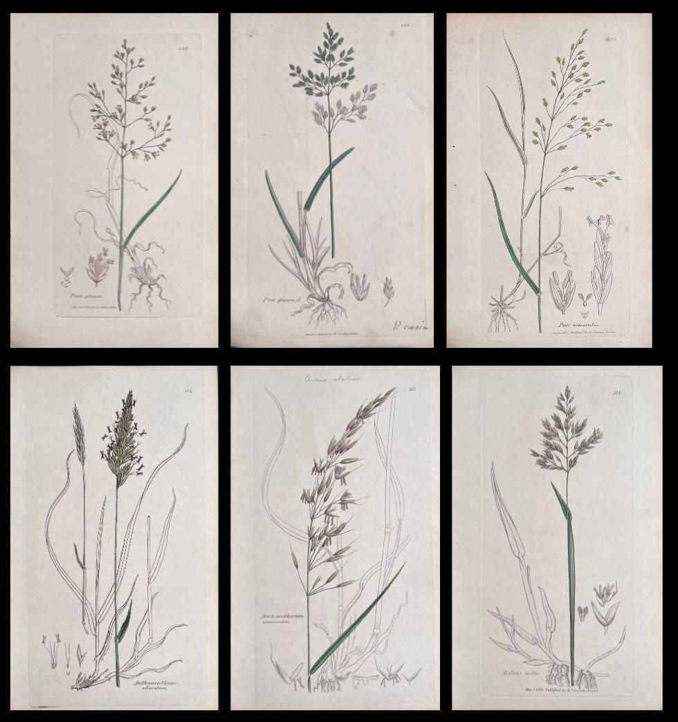 Unknownset Of Six Fine Antique British Hand Coloured Botanical Prints, Circa 1900'searly Mid 19th Century