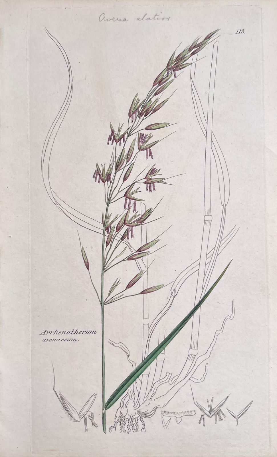 Unknownset Of Six Fine Antique British Hand Coloured Botanical Prints, Circa 1900'searly Mid 19th Century photo vinterior