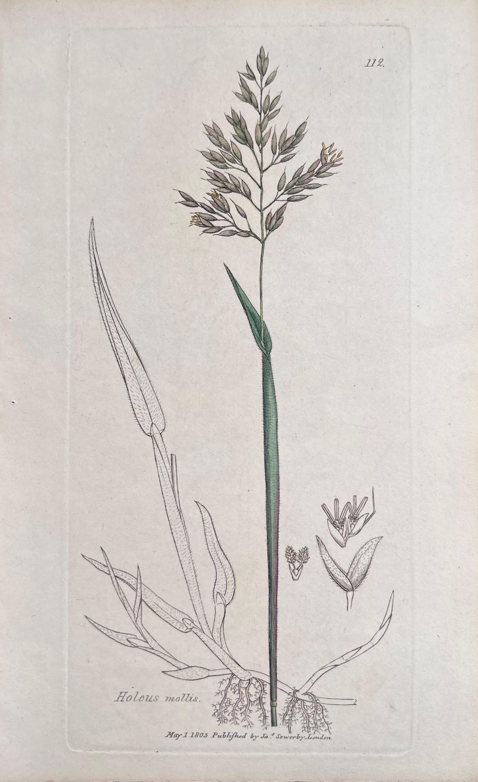 Unknownset Of Six Fine Antique British Hand Coloured Botanical Prints, Circa 1900'searly Mid 19th Century photo buy