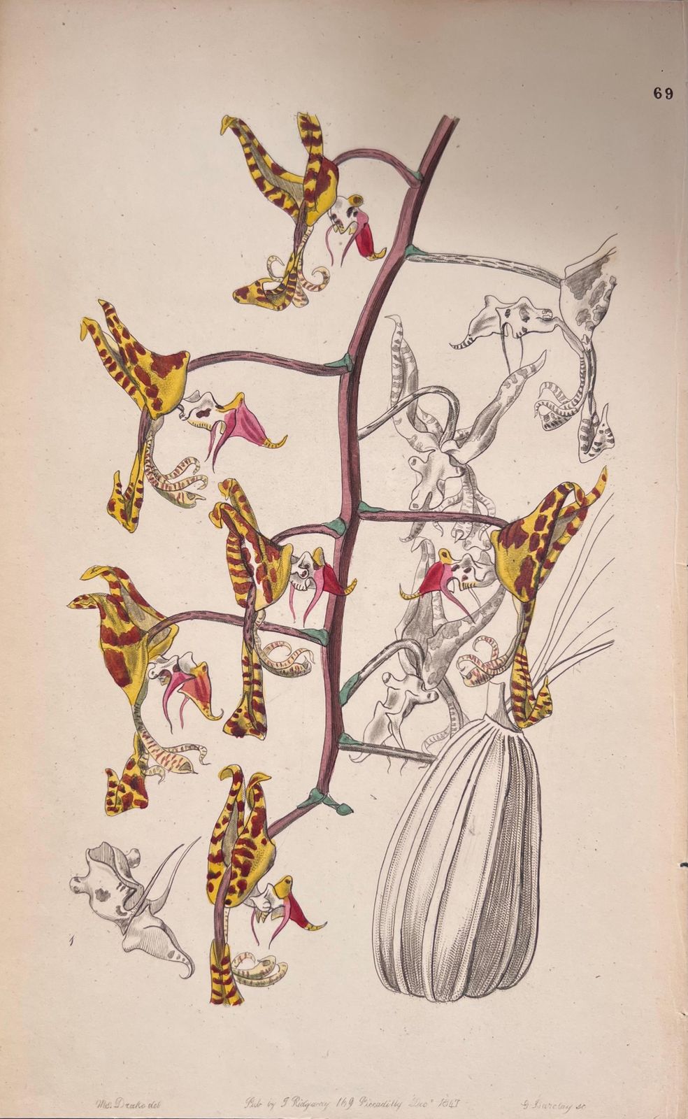Unknownset Of Six Fine Antique British Hand Coloured Botanical Prints, Circa 1900'searly Mid 19th Century photo 408.0