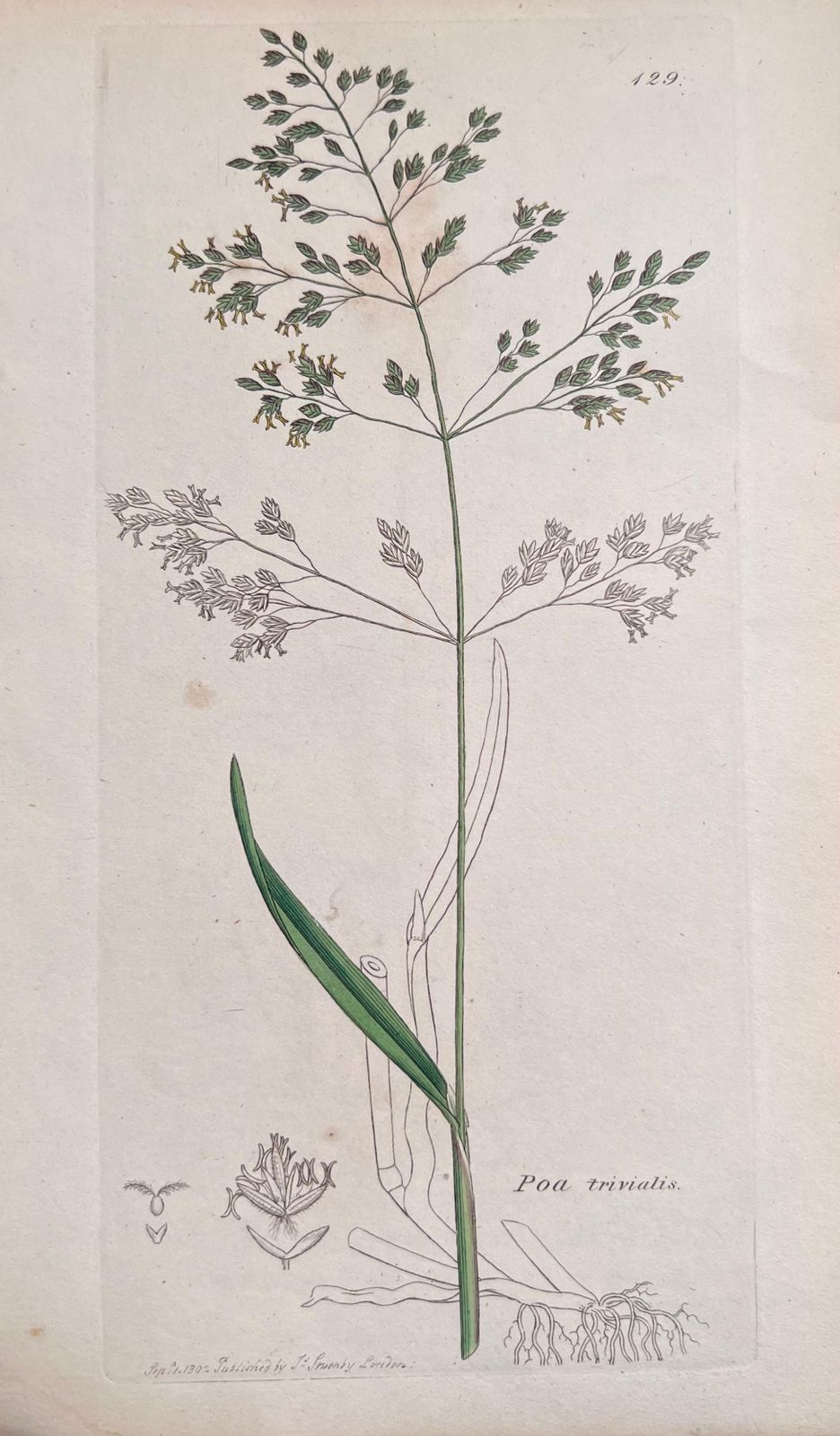 Unknownset Of Six Fine Antique British Hand Coloured Botanical Prints, Circa 1900'searly Mid 19th Century photo 400.0