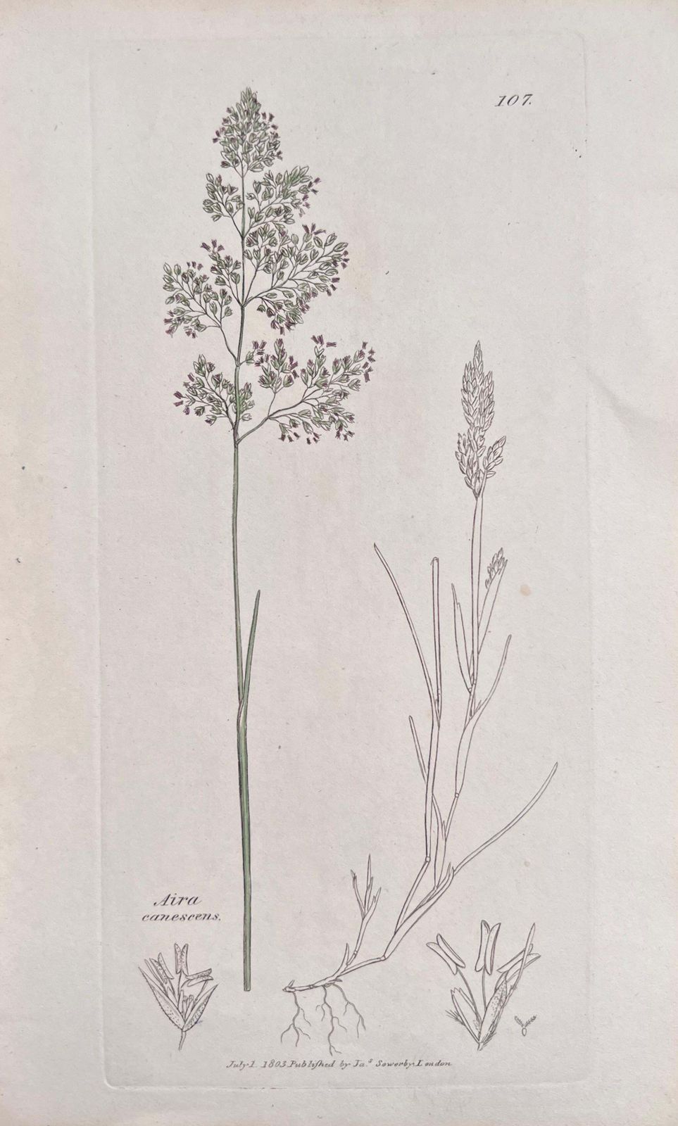 Unknownset Of Six Fine Antique British Hand Coloured Botanical Prints, Circa 1900'searly Mid 19th Century photo vinterior
