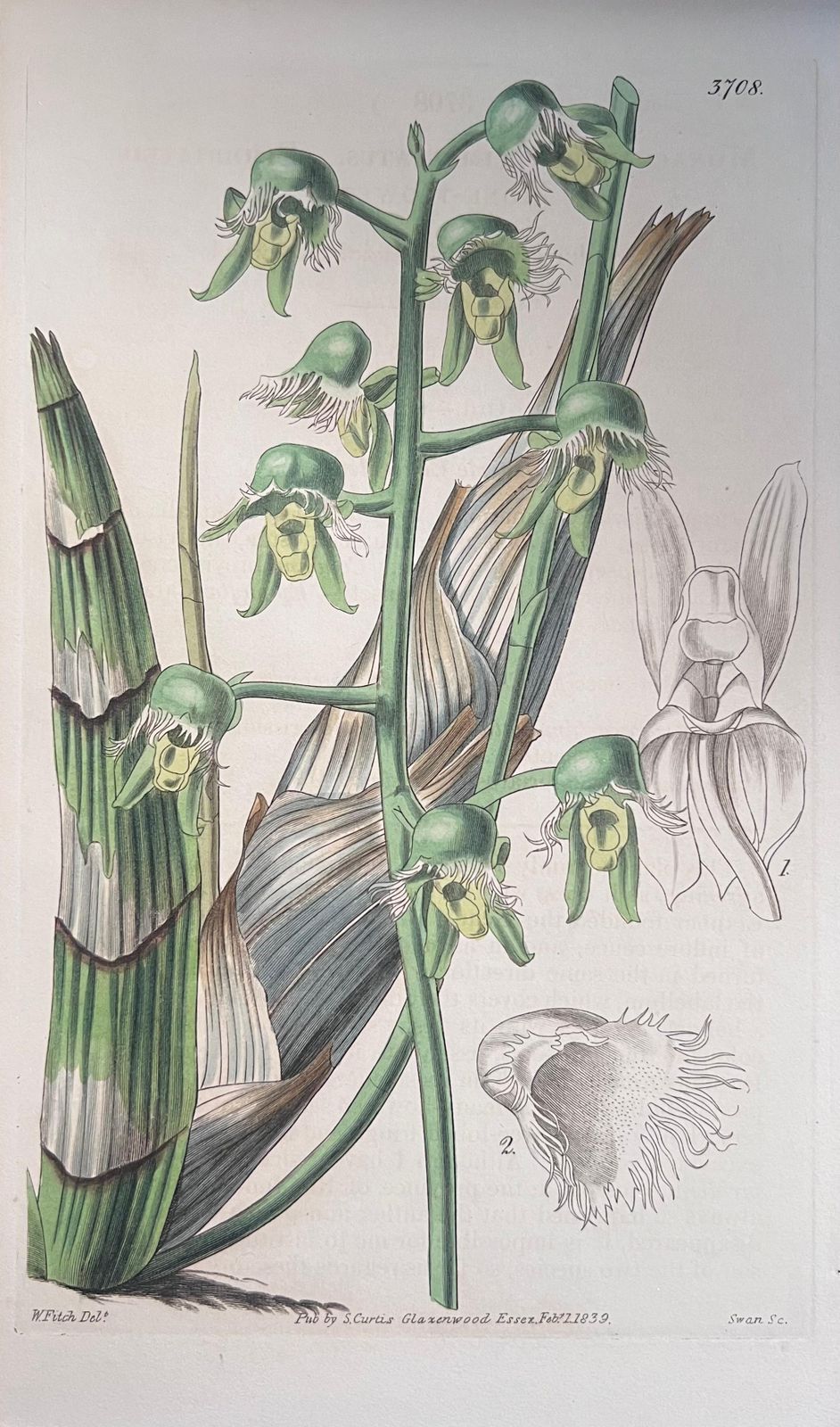 Unknownset Of Six Fine Antique British Hand Coloured Botanical Prints, Circa 1900'searly Mid 19th Century photo for sale