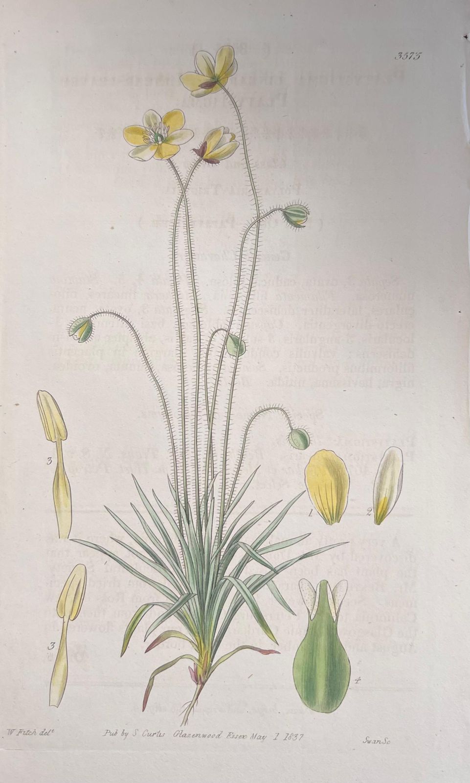 Unknownset Of Six Fine Antique British Hand Coloured Botanical Prints, Circa 1900'searly Mid 19th Century photo 408.0
