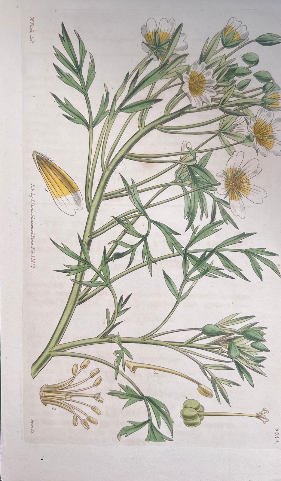 Unknownset Of Six Fine Antique British Hand Coloured Botanical Prints, Circa 1900'searly Mid 19th Century photo vinterior