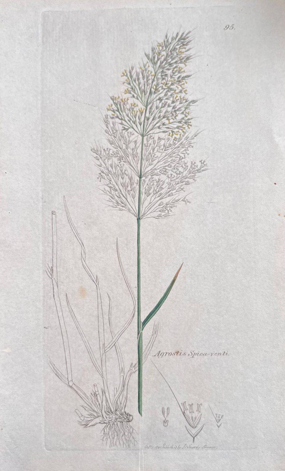 Unknownset Of Six Fine Antique British Hand Coloured Botanical Prints, Circa 1900'searly Mid 19th Century photo for sale