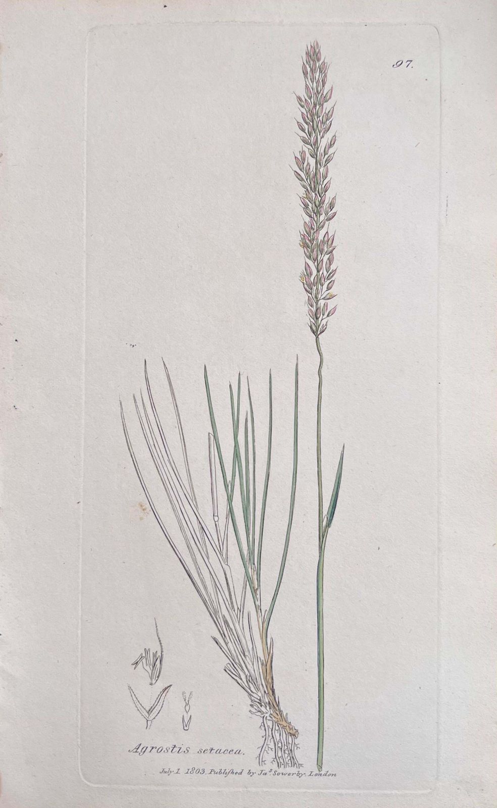 Unknownset Of Six Fine Antique British Hand Coloured Botanical Prints, Circa 1900'searly Mid 19th Century photo 407.0