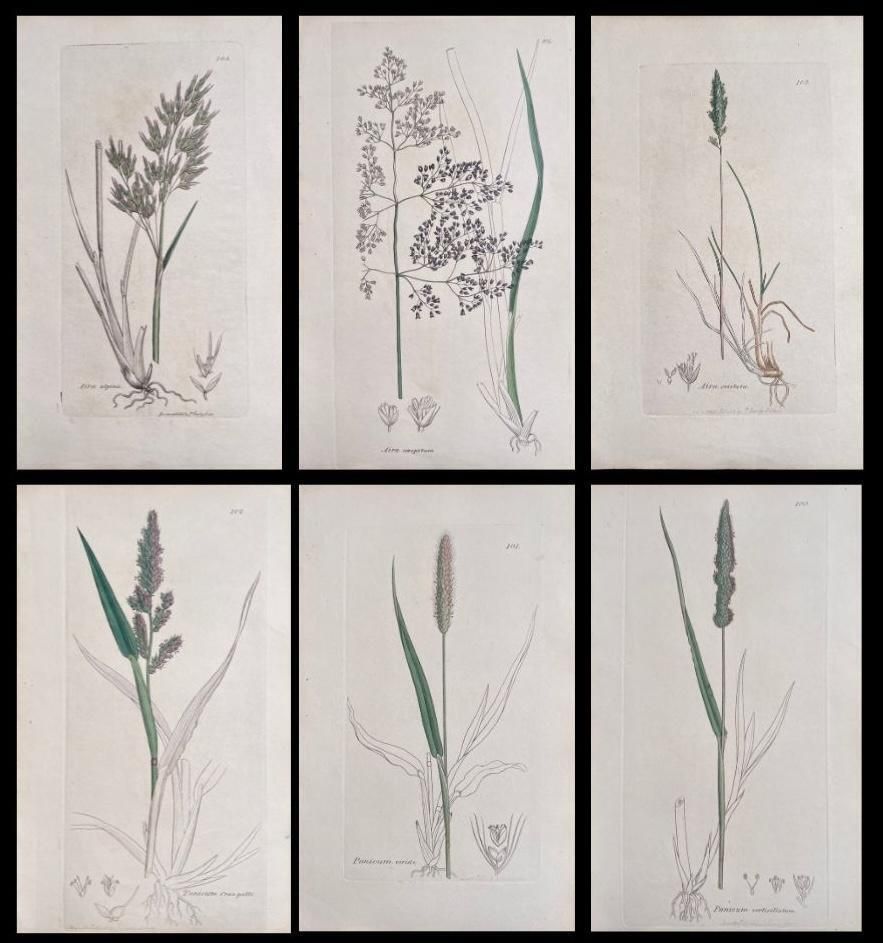 Unknownset Of Six Fine Antique British Hand Coloured Botanical Prints, Circa 1900'searly Mid 19th Century