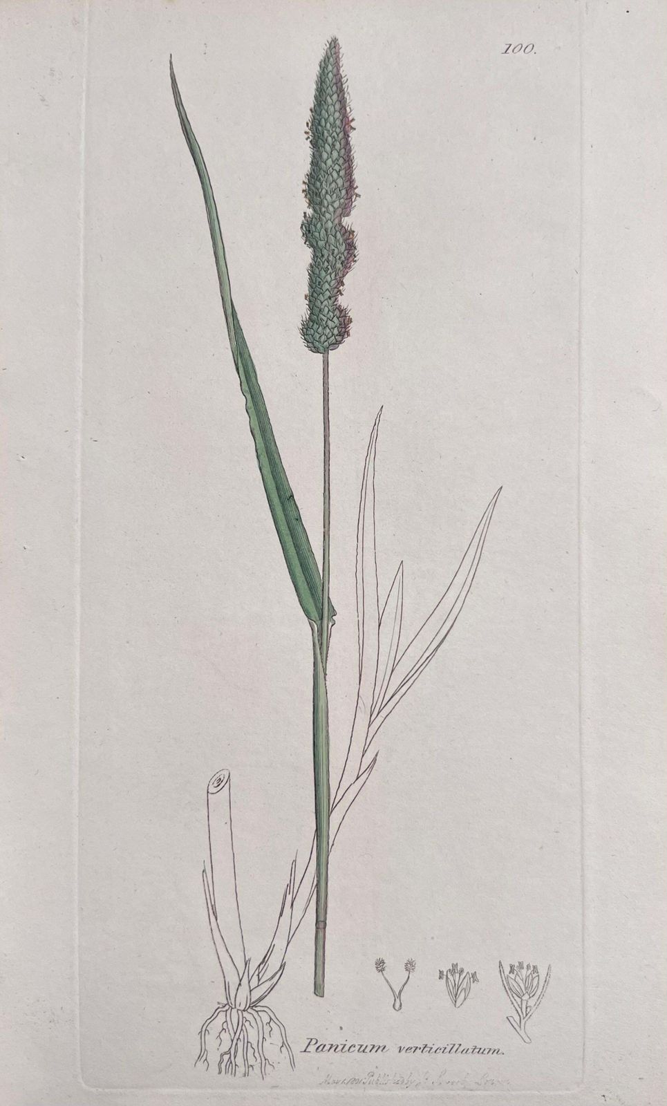Unknownset Of Six Fine Antique British Hand Coloured Botanical Prints, Circa 1900'searly Mid 19th Century photo vinterior
