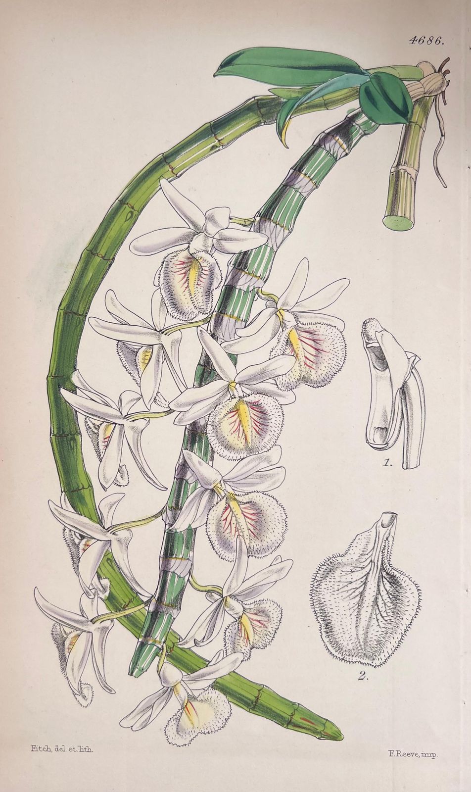 Unknownset Of Six Fine Antique British Hand Coloured Botanical Prints, Circa 1900'searly Mid 19th Century photo 407.0