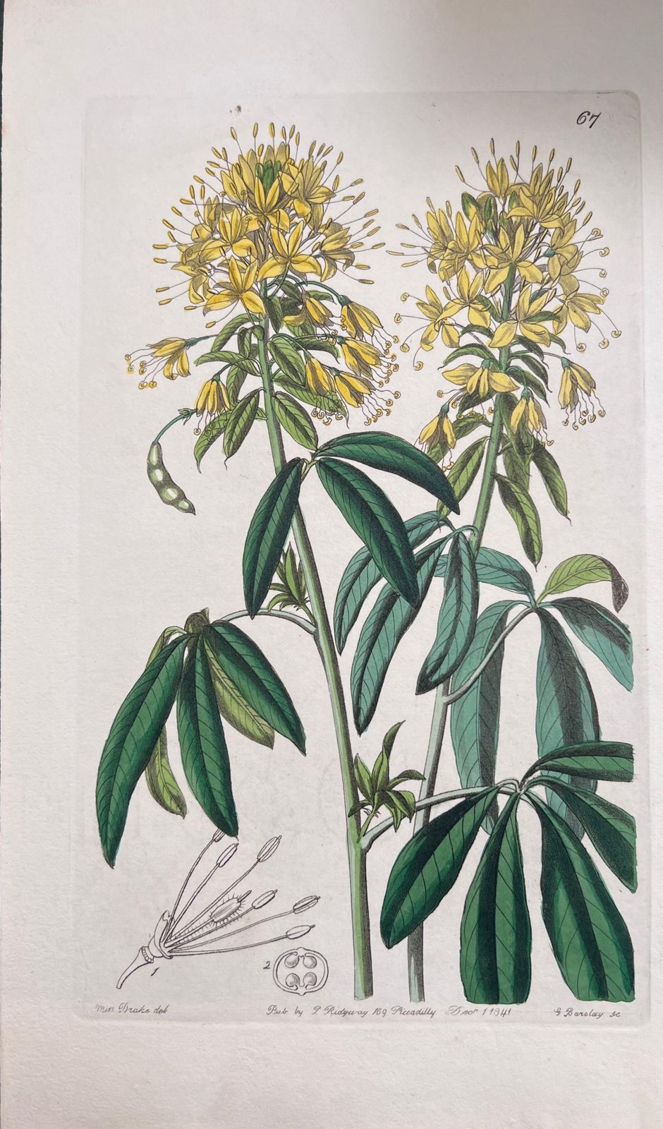 Unknownset Of Six Fine Antique British Hand Coloured Botanical Prints, Circa 1900'searly Mid 19th Century photo Art