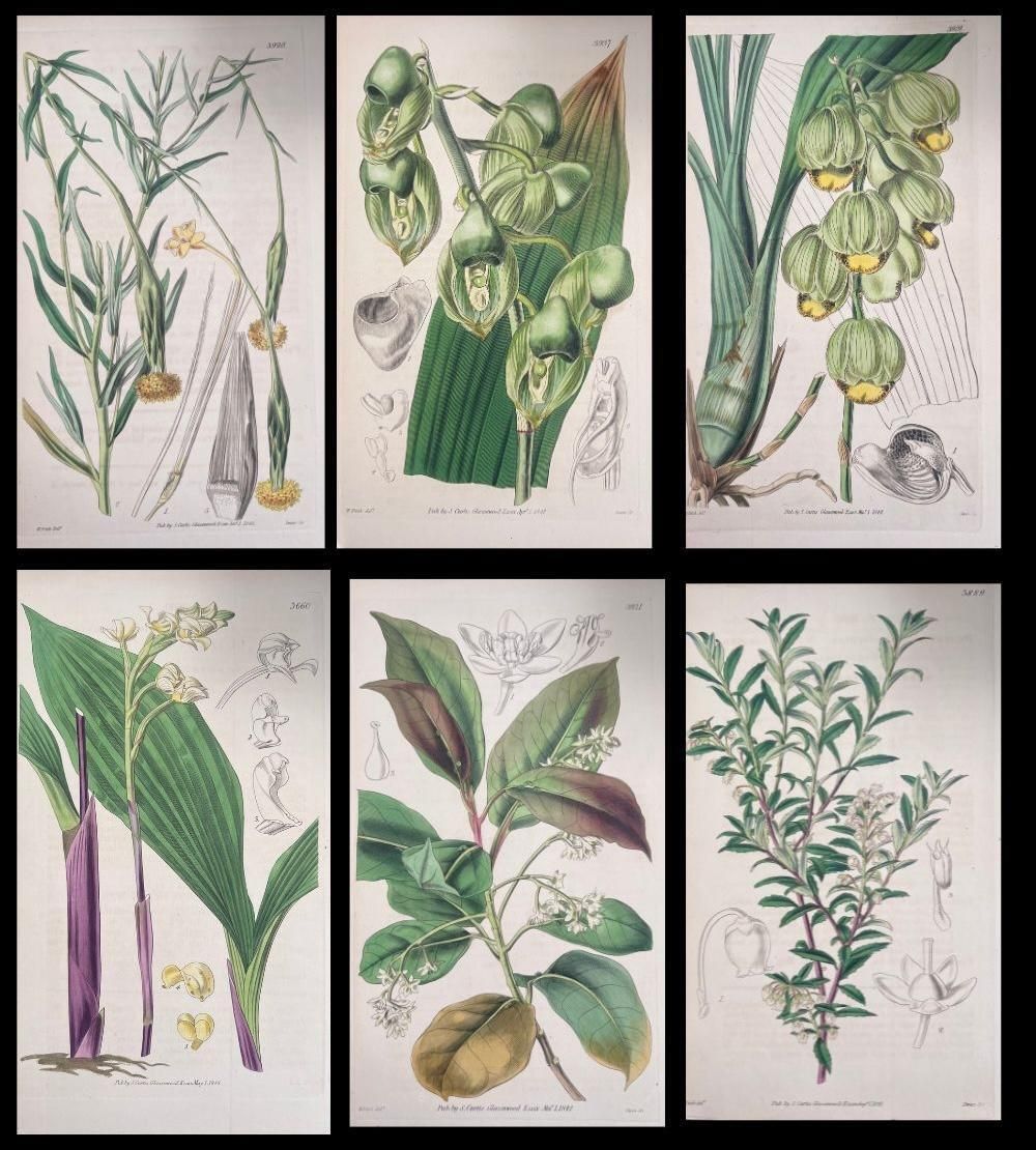 Unknownset Of Six Fine Antique British Hand Coloured Botanical Prints, Circa 1900'searly Mid 19th Century