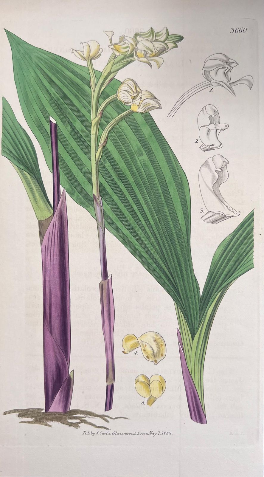 Unknownset Of Six Fine Antique British Hand Coloured Botanical Prints, Circa 1900'searly Mid 19th Century photo Art