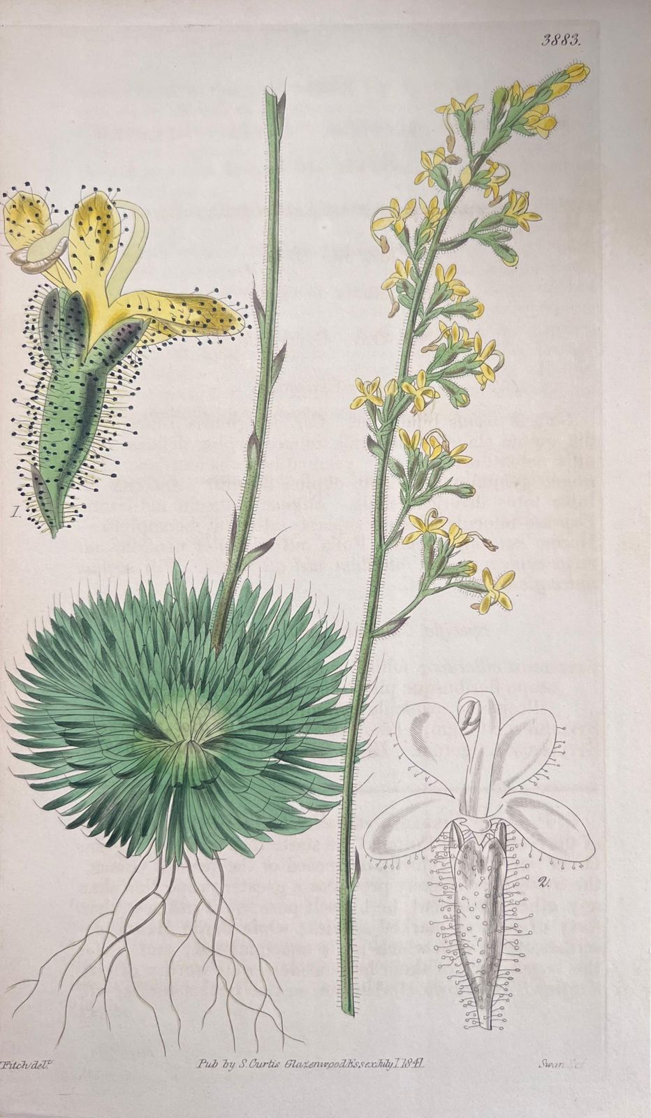 Unknownset Of Six Fine Antique British Hand Coloured Botanical Prints, Circa 1900'searly Mid 19th Century photo buy