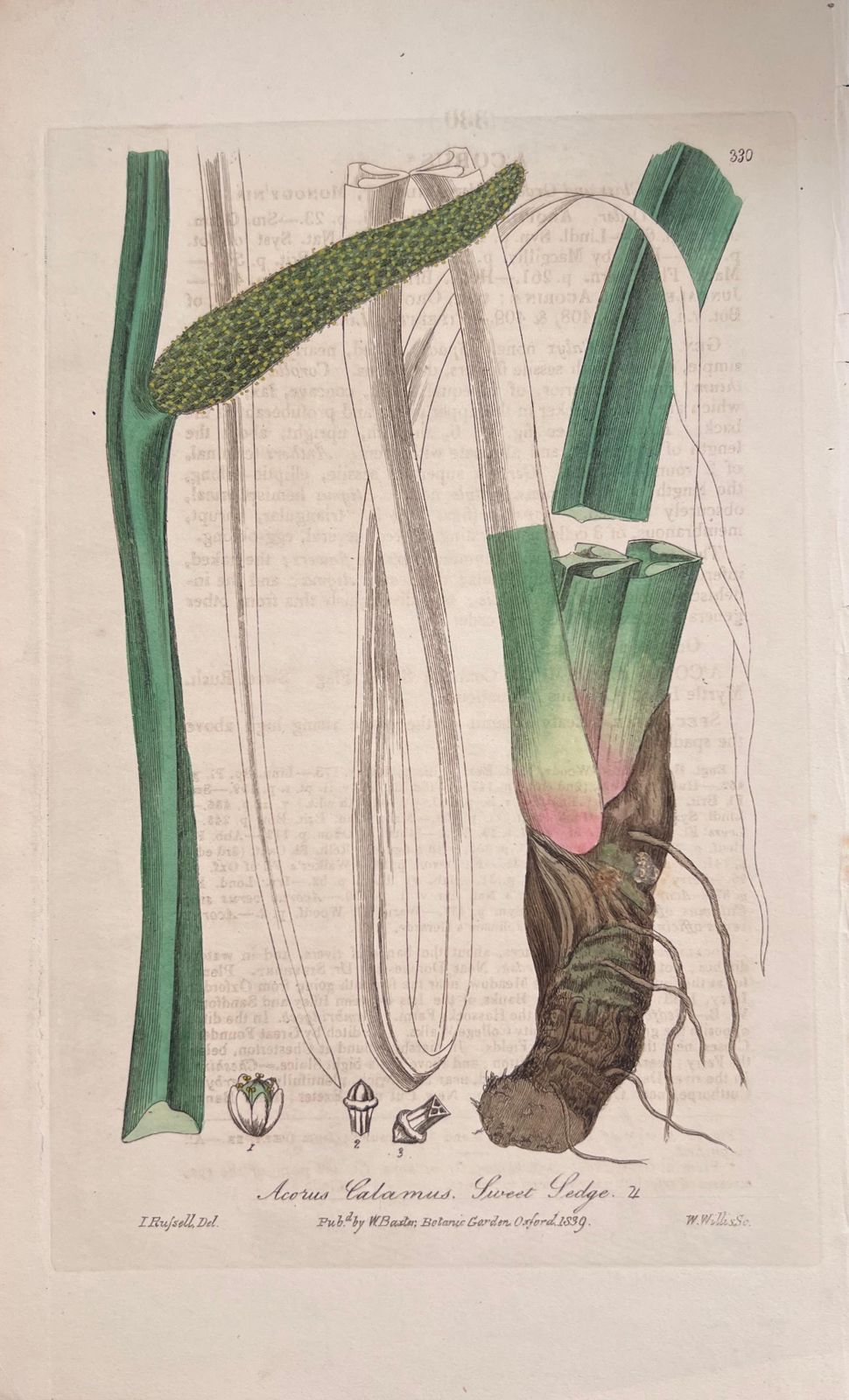 Unknownset Of Six Fine Antique British Hand Coloured Botanical Prints, Circa 1900'searly Mid 19th Century photo vinterior