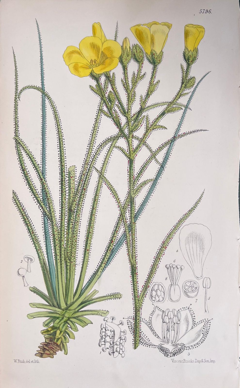 Unknownset Of Six Fine Antique British Hand Coloured Botanical Prints, Circa 1900'searly Mid 19th Century photo vinterior