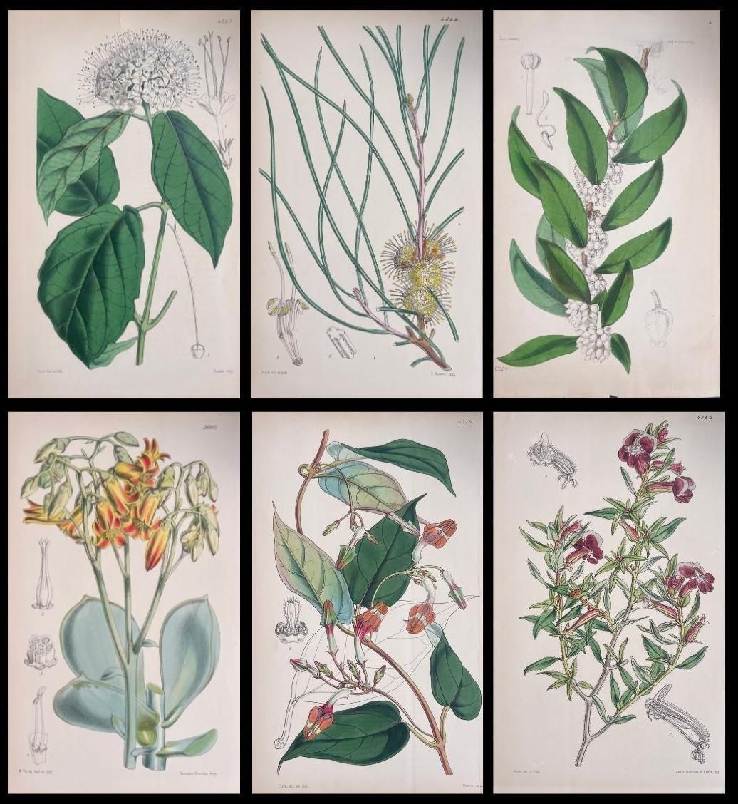 Unknownset Of Six Fine Antique British Hand Coloured Botanical Prints, Circa 1900'searly Mid 19th Century