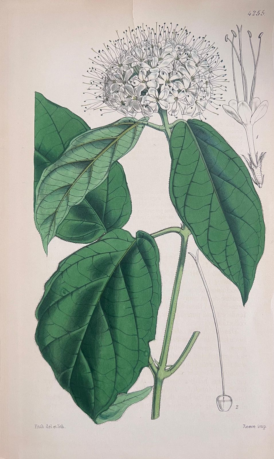 Unknownset Of Six Fine Antique British Hand Coloured Botanical Prints, Circa 1900'searly Mid 19th Century photo furniture