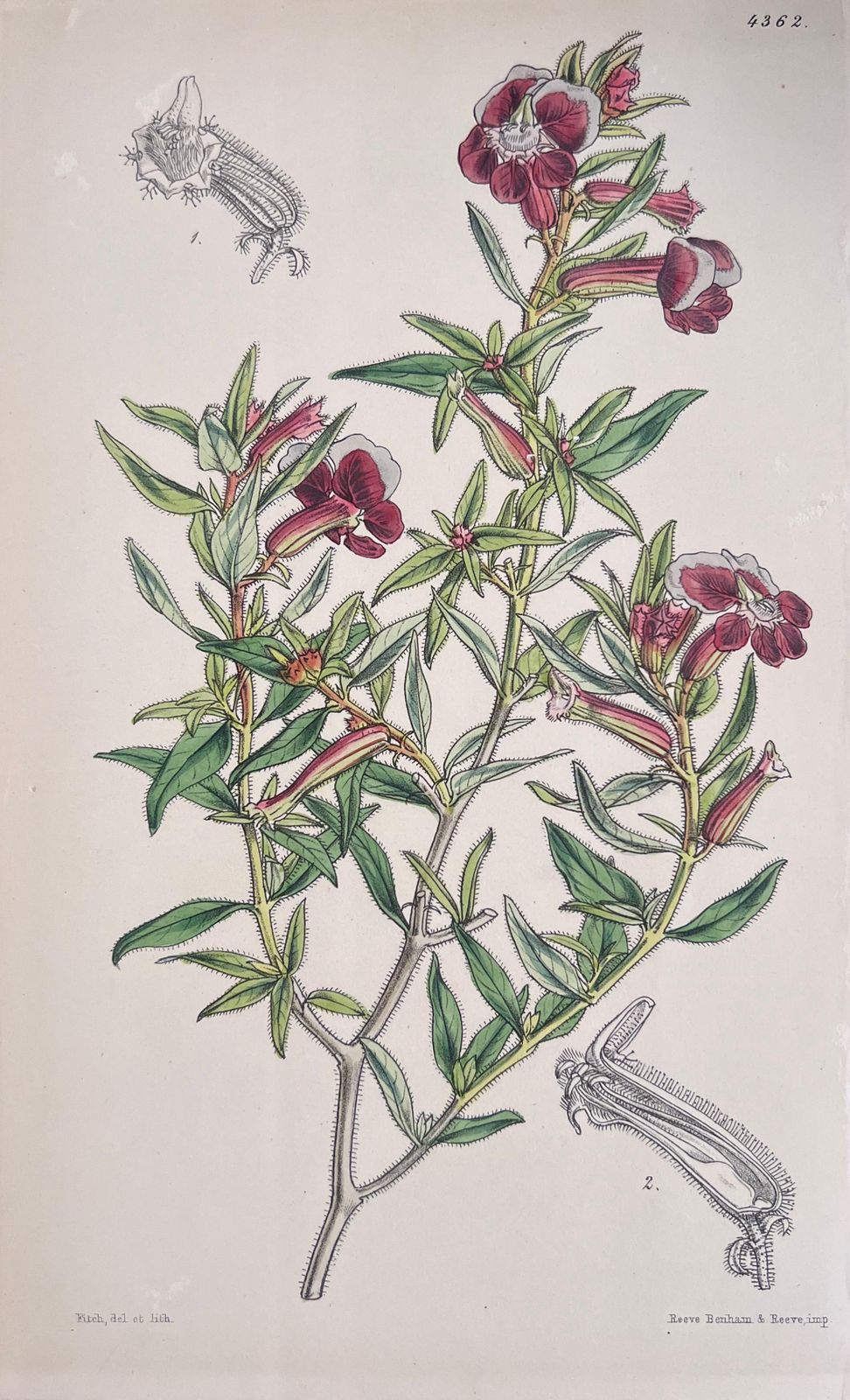 Unknownset Of Six Fine Antique British Hand Coloured Botanical Prints, Circa 1900'searly Mid 19th Century photo buy