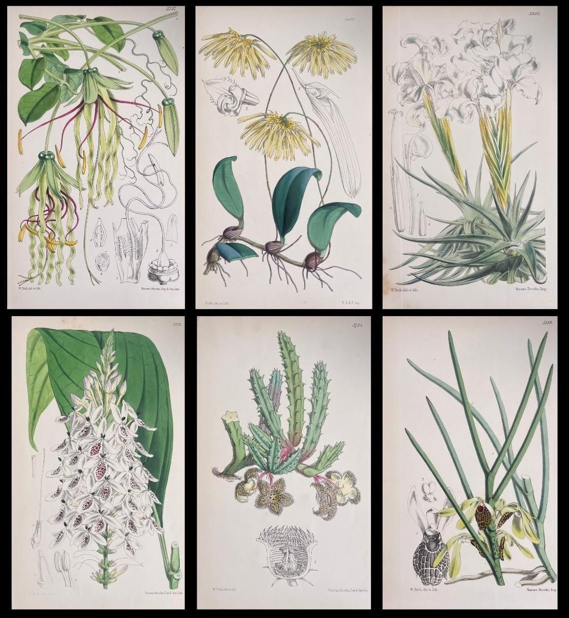 Unknownset Of Six Fine Antique British Hand Coloured Botanical Prints, Circa 1900'searly Mid 19th Century