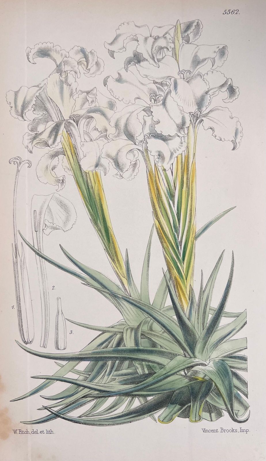Unknownset Of Six Fine Antique British Hand Coloured Botanical Prints, Circa 1900'searly Mid 19th Century photo Art