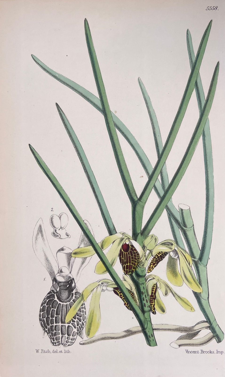 Unknownset Of Six Fine Antique British Hand Coloured Botanical Prints, Circa 1900'searly Mid 19th Century photo 407.0