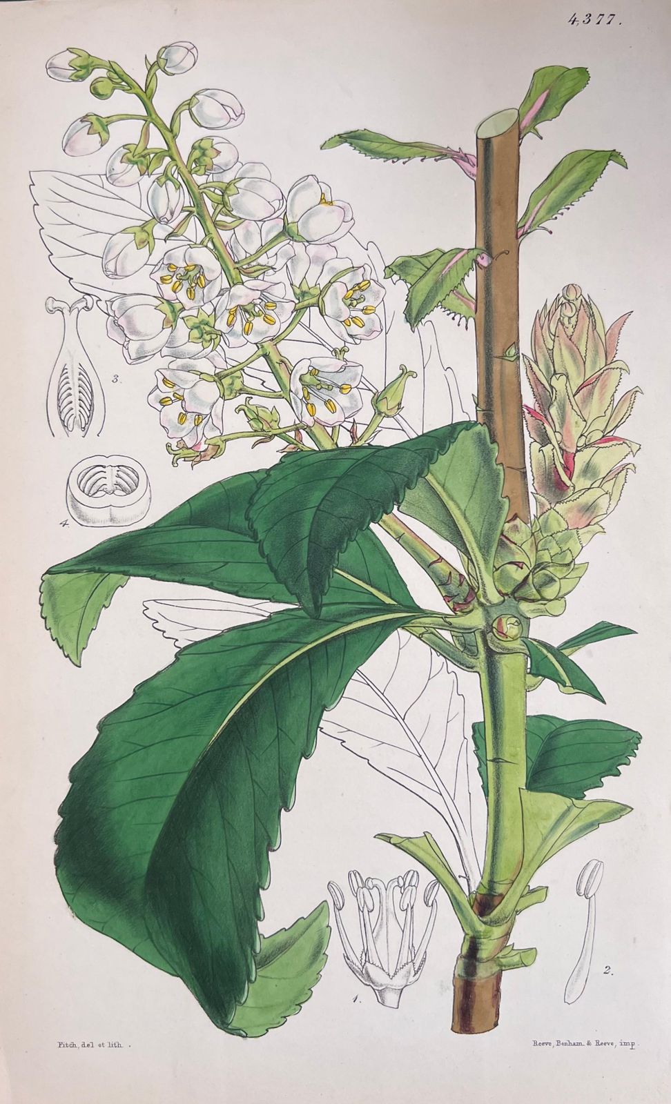 Unknownset Of Six Fine Antique British Hand Coloured Botanical Prints, Circa 1900'searly Mid 19th Century photo buy