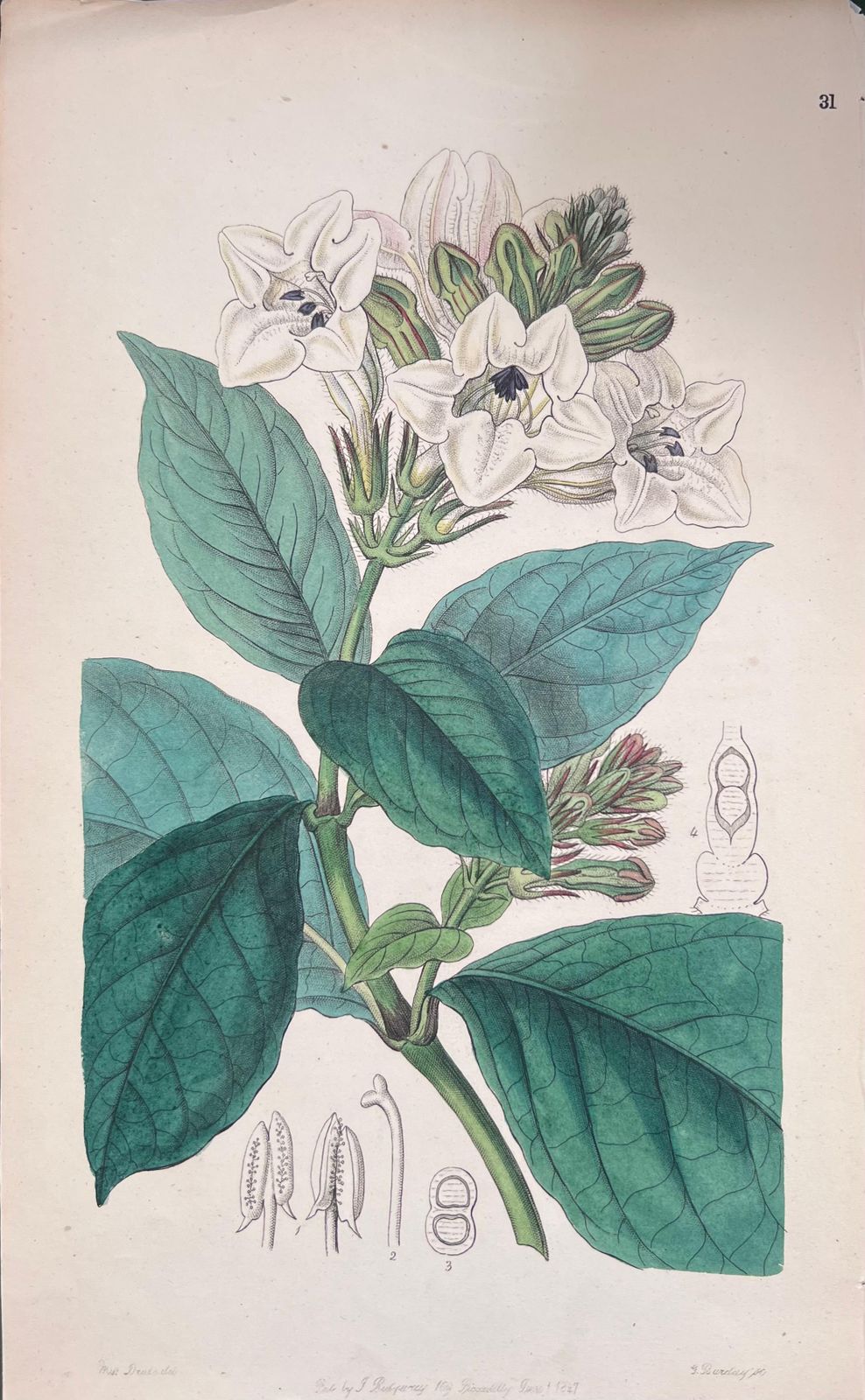 Unknownset Of Six Fine Antique British Hand Coloured Botanical Prints, Circa 1900'searly Mid 19th Century photo vinterior