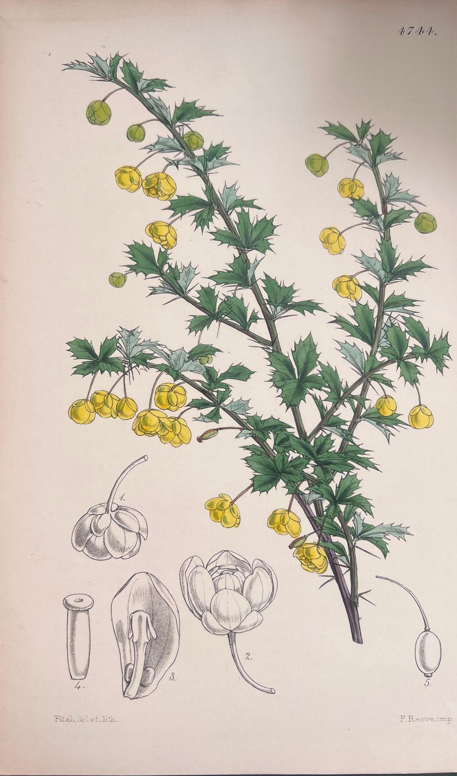 Unknownset Of Six Fine Antique British Hand Coloured Botanical Prints, Circa 1900'searly Mid 19th Century photo vinterior
