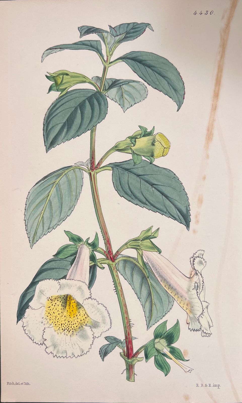 Unknownset Of Six Fine Antique British Hand Coloured Botanical Prints, Circa 1900'searly Mid 19th Century photo buy
