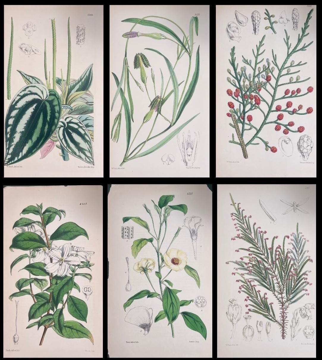 Unknownset Of Six Fine Antique British Hand Coloured Botanical Prints, Circa 1900'searly Mid 19th Century